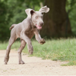 Adolescent Weimaraner