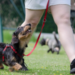 Dachshund walking to heel