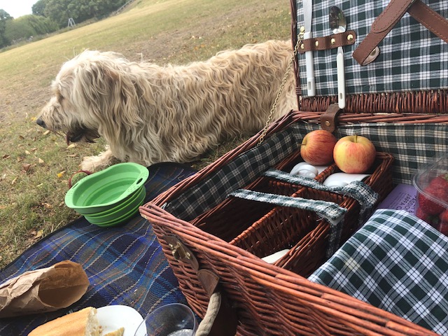 Banish dread of picnics with a Peaceful Picnic workshop