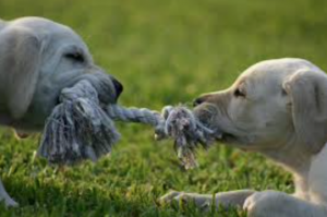 Labrador puppies playing tug