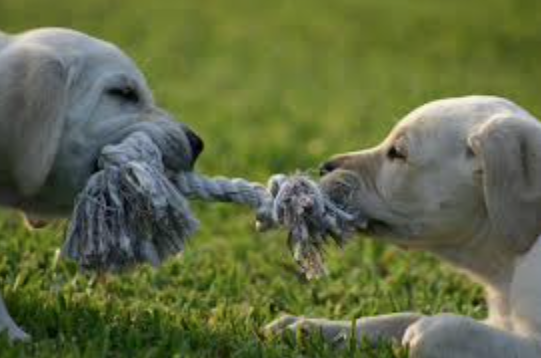 Puppy Social Walks In Chiswick House grounds