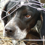 Rescue Remedy - dog peering through fence