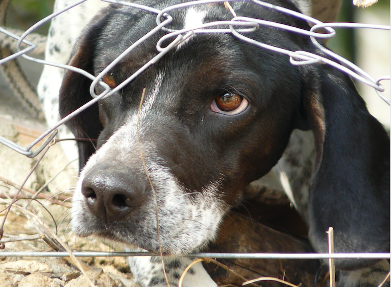 Settle your rescue dog into a forever home