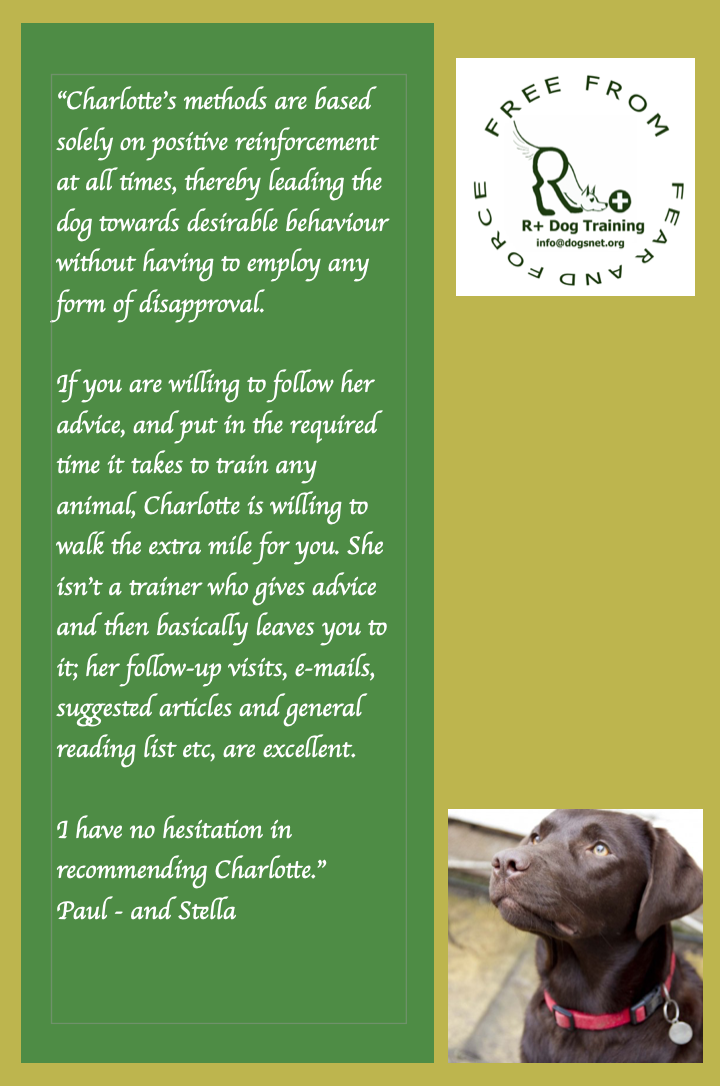 R+ Dog Training Testimonial - Stella