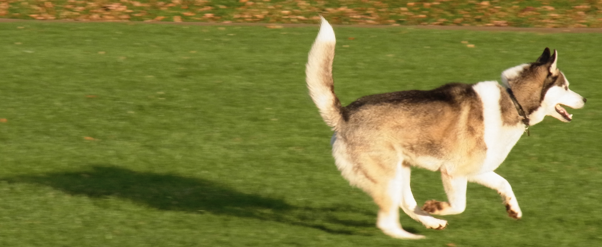 R+ Dog Training - Siberian Husky running