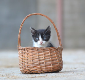 kitten in a basket