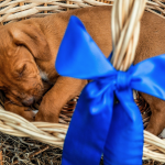 Puppy in a basket