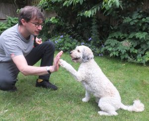 R+ Dog Training teaches a dog to "high five"