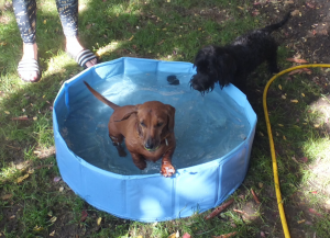 Dogs playing in a paddling pool