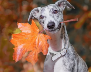 Social Dogs Walks in W/SW London