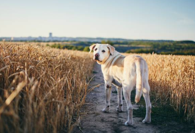 Country Canines