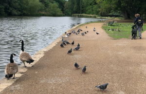 Walking near wildfowl in Osterley Park