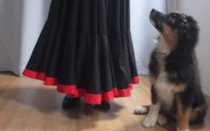 Travis Australian shepherd puppy in flamenco class