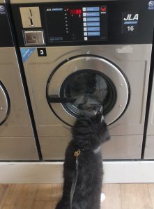 Australian shepherd puppy in launderette