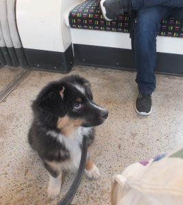Australian shepherd puppy on tube train