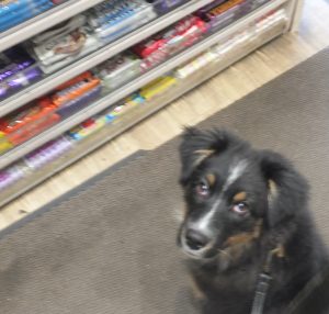 Travis the Australian Shepherd in a shop