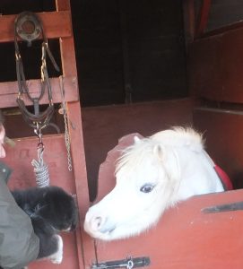 Australian Shepherd puppy meets his first pony