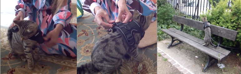 Cat wearing harness