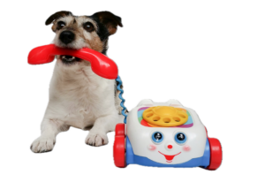 Contact R+ Dog Training